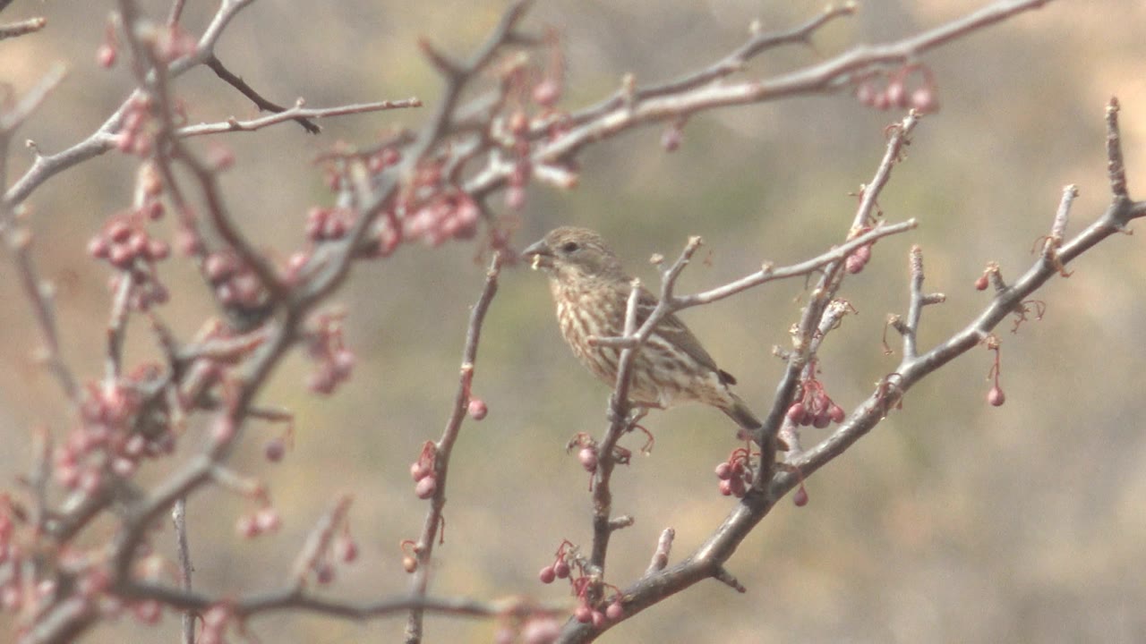A side view of the small brown bird holding the branch in Cabo Pulmo, with crossing twigs and clusters of pink buds in front of a beige green blur, no visible people.