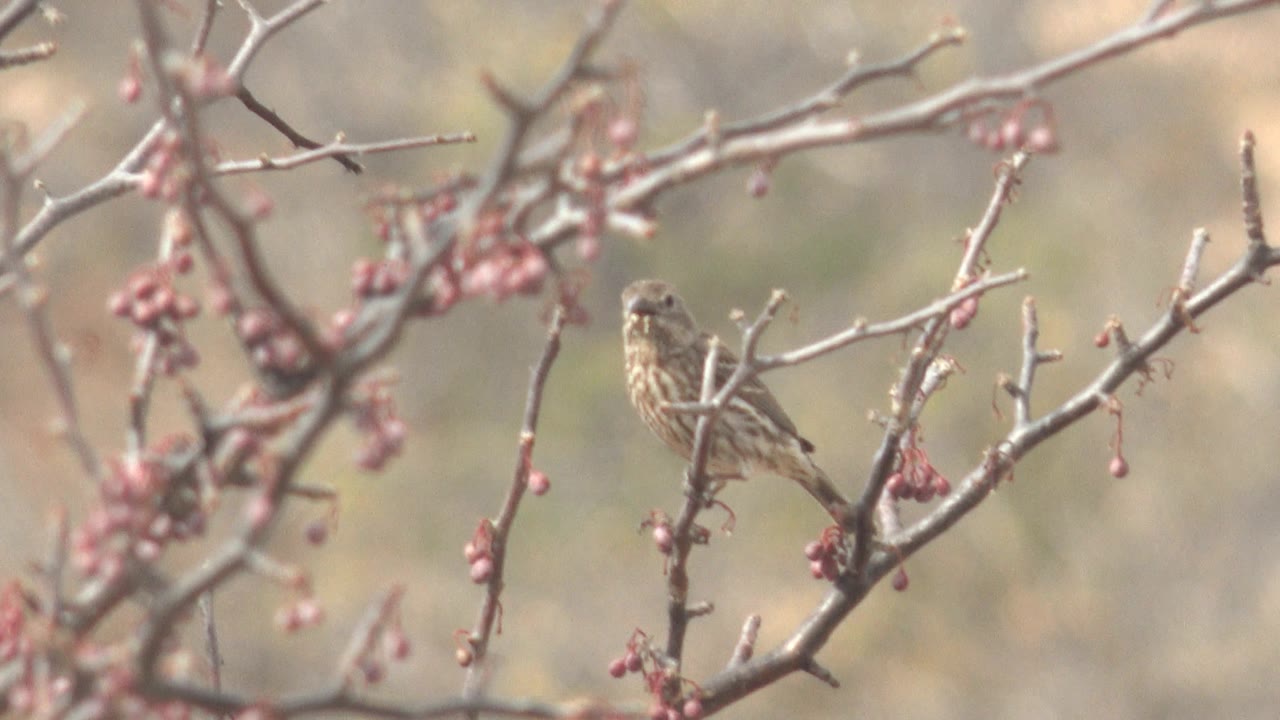 The bird remains perched on a twig in Cabo Pulmo while nearby bare branches and pink buds cross the frame, with the background kept soft and no visible people.