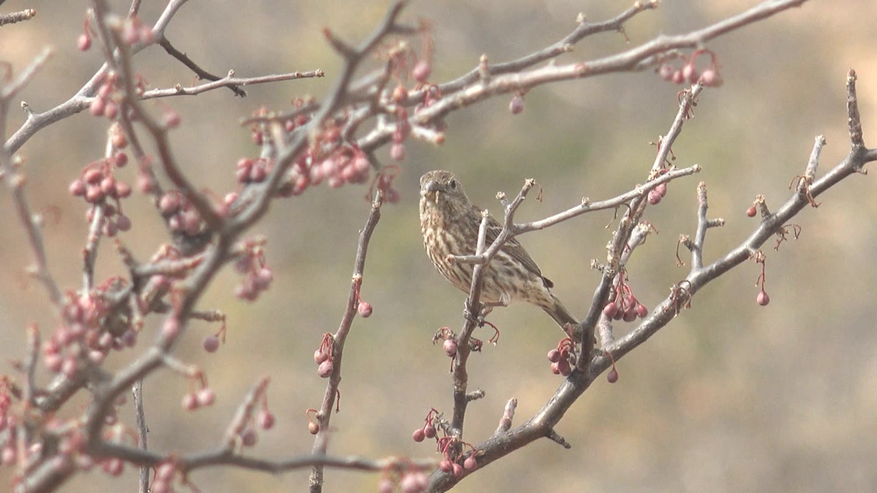 A small striped bird sits slightly left of center on budding branches in Cabo Pulmo, with pale daylight, muted pink buds, and no visible people in the frame.