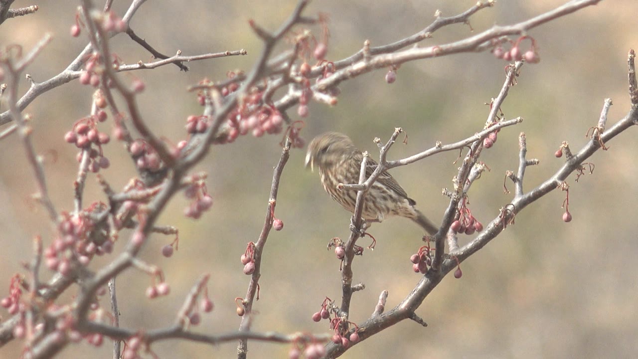 Small brown streaked bird in Cabo Pulmo perches behind gray branches with pink buds, with a soft natural background and no visible people.