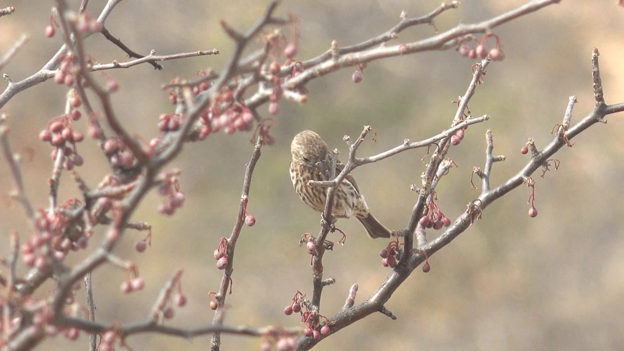 Small bird seen from behind on a branch with pink buds.