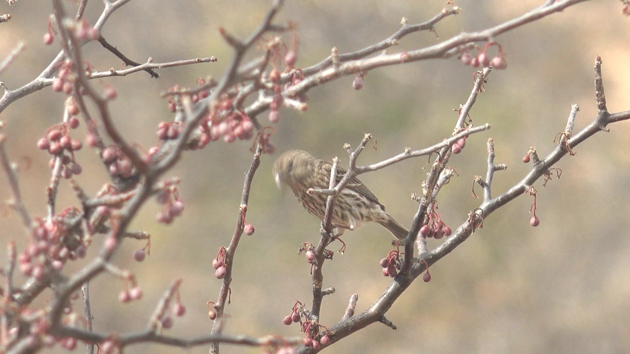 Small streaked bird in Cabo Pulmo perches near the right side of the frame among crossing gray branches and pink buds, with no visible people.
