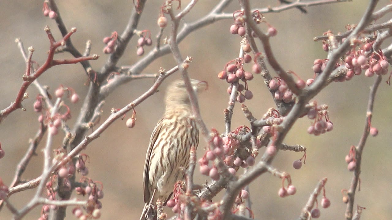 Small streaked bird partly hidden among branches with pink berries.