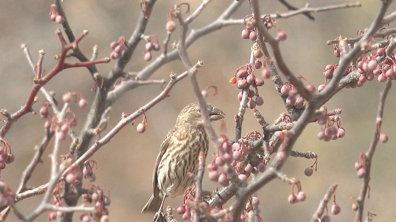 The bird perches upright near the center of the branches in Cabo Pulmo, Baja California Sur, surrounded by small pink berries and no visible people.