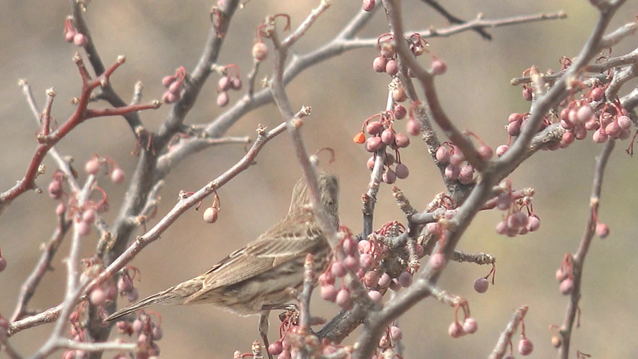 The bird leans forward along a branch near pink berries in Cabo Pulmo, Baja California Sur, with its tail extended and no visible people.