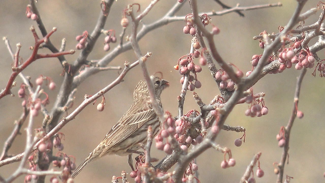 The bird appears lower and partly screened by foreground twigs in Cabo Pulmo, Baja California Sur, with pink berry clusters around it and no visible people.