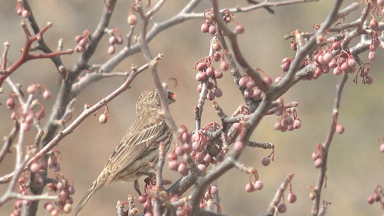 Small brown bird perched low among pink berry clusters and pale branches in Cabo Pulmo, Baja California Sur, with no visible people.