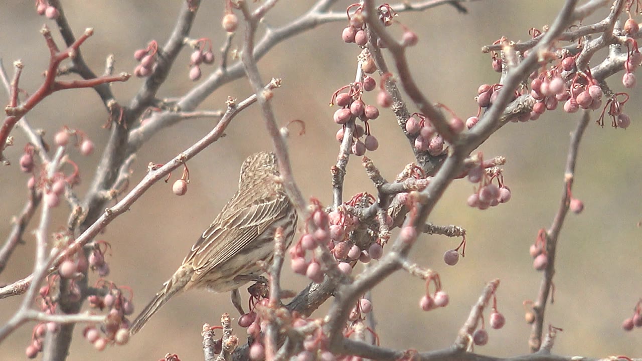 Small bird seen from behind on a branch among pink berries in Cabo Pulmo, Baja California Sur, with soft background blur and no visible people.