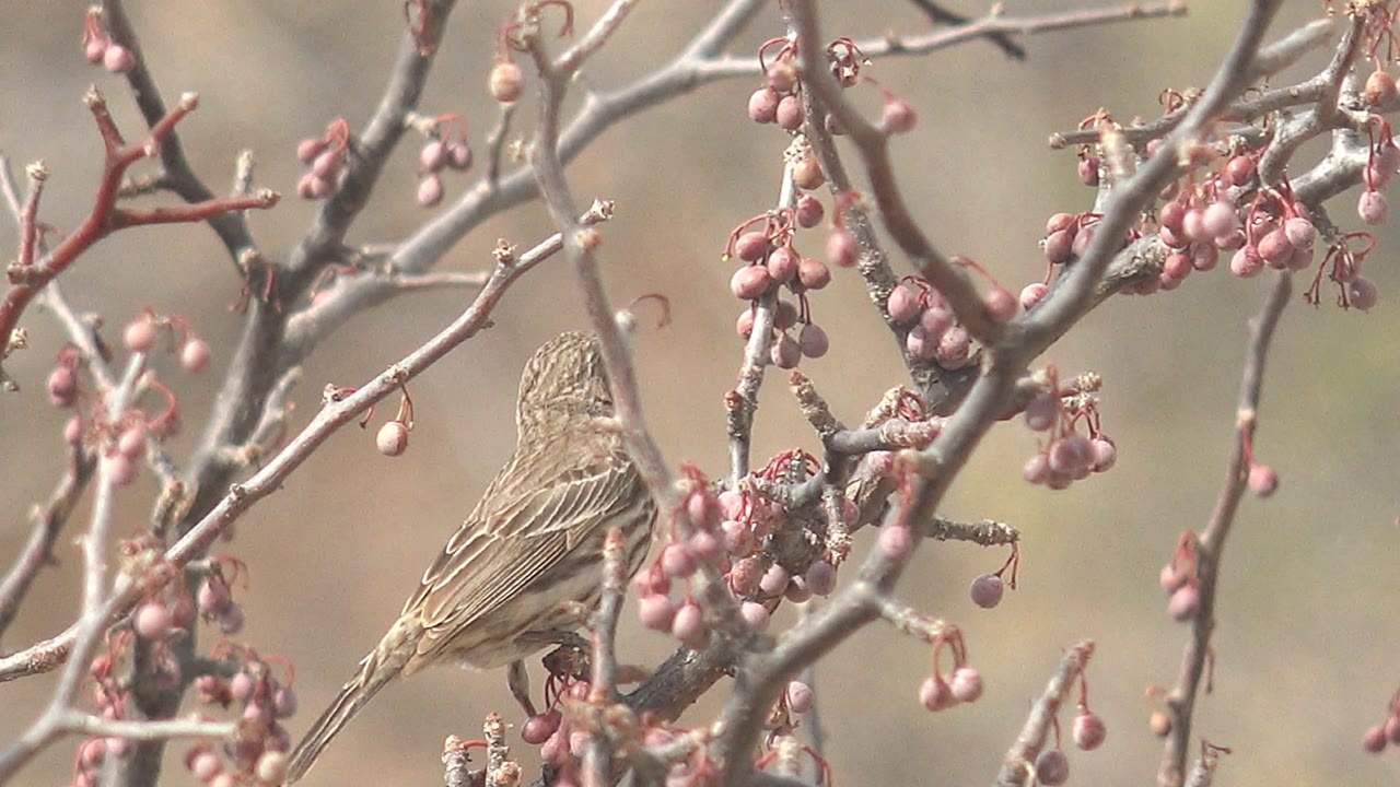 Brown bird perched near a denser cluster of pink berries and thin twigs in Cabo Pulmo, Baja California Sur, with no visible people.