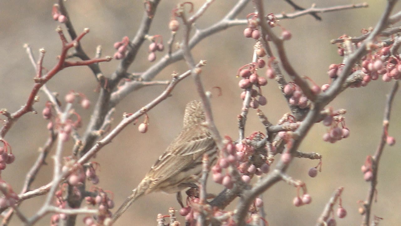 Bird lower in frame among tangled branches and pink berries.