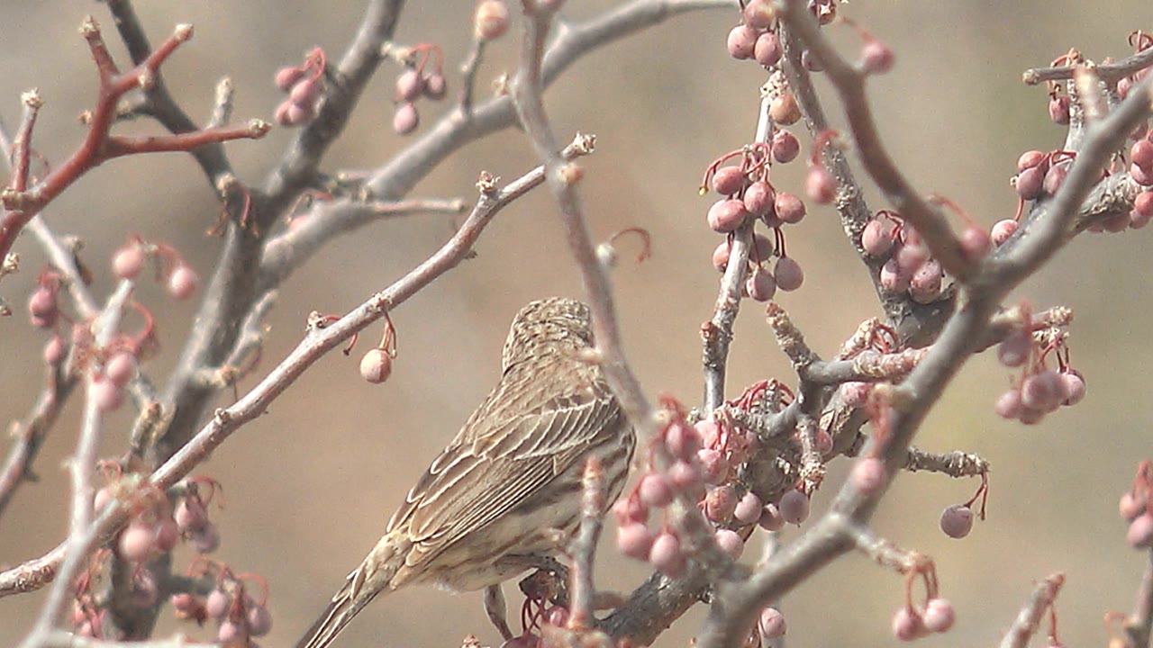Small brown bird perched among pink berries on bare branches.
