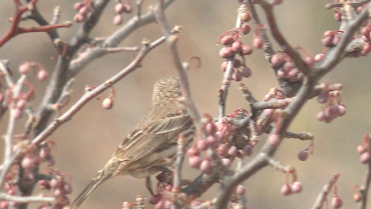 The bird turns deeper into the branches near hanging pink berries in Cabo Pulmo, Baja California Sur, Mexico, with no visible people.