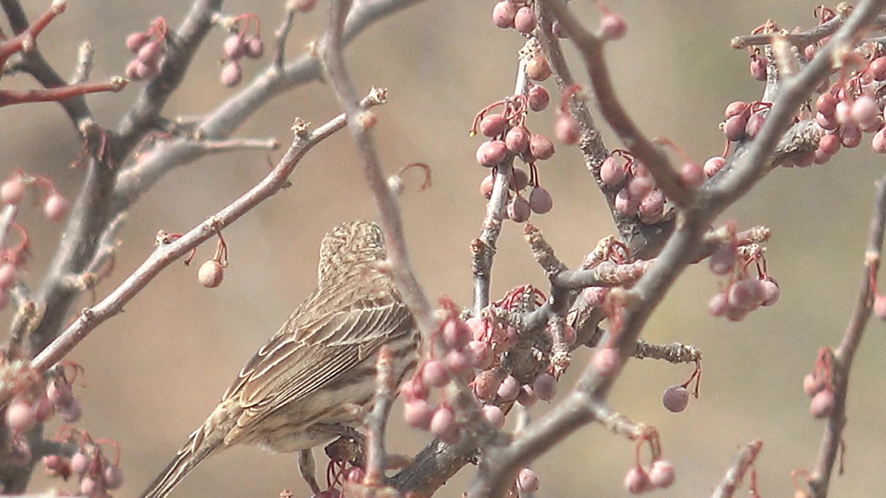 A small streaked bird shows its back while perched beside pink berry clusters in Cabo Pulmo, Baja California Sur, Mexico, with no visible people.