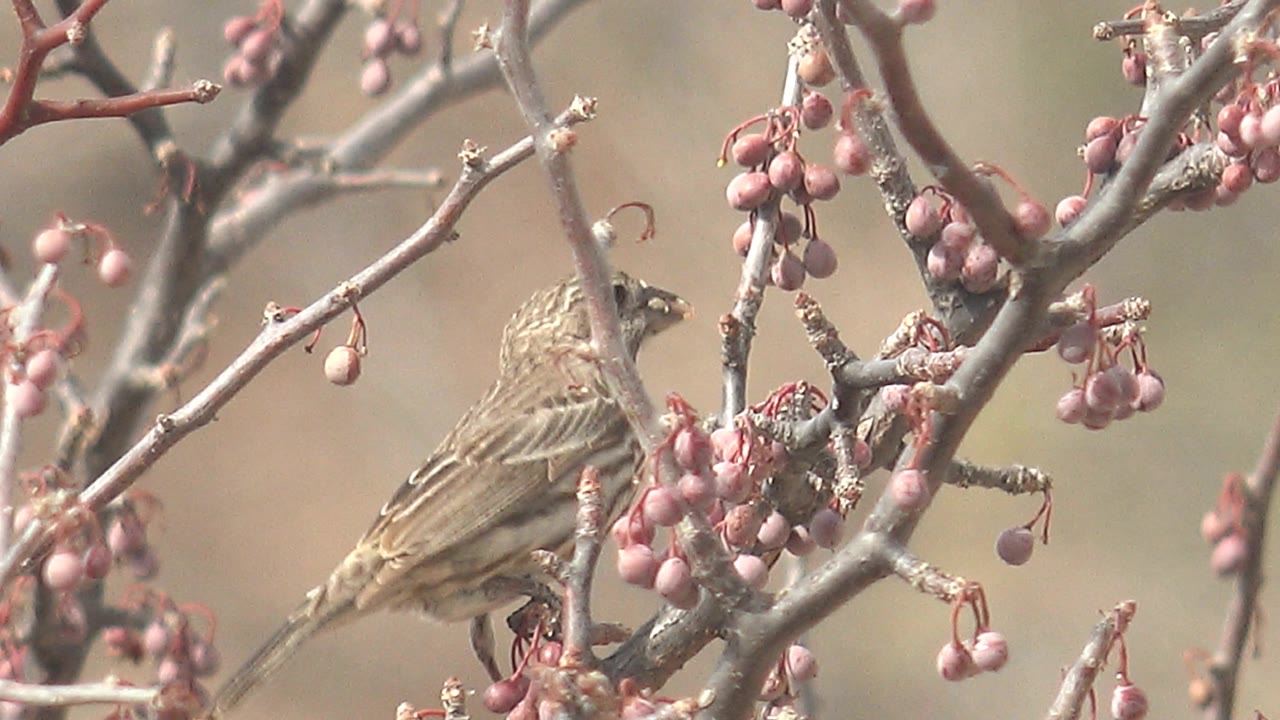The bird faces left from a branch beside clustered pink berries in Cabo Pulmo, Baja California Sur, Mexico, with no visible people.