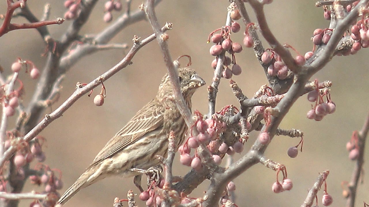 Small streaked brown bird perched on a gray branch beside clusters of pink berries in Cabo Pulmo, Mexico, with no visible people.