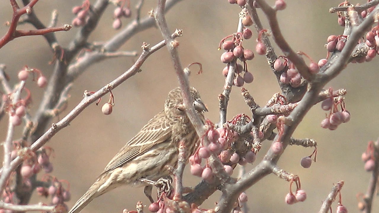 Small brown bird leans forward among crossing twigs and pink berry clusters in Cabo Pulmo, Mexico, with no visible people.