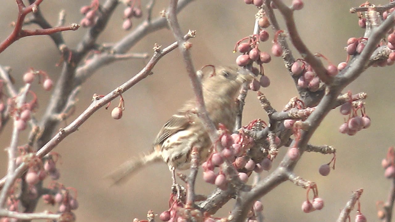Small streaked bird turns partly away on a branch near pink berries and gray twigs in Cabo Pulmo, Mexico, with no visible people.
