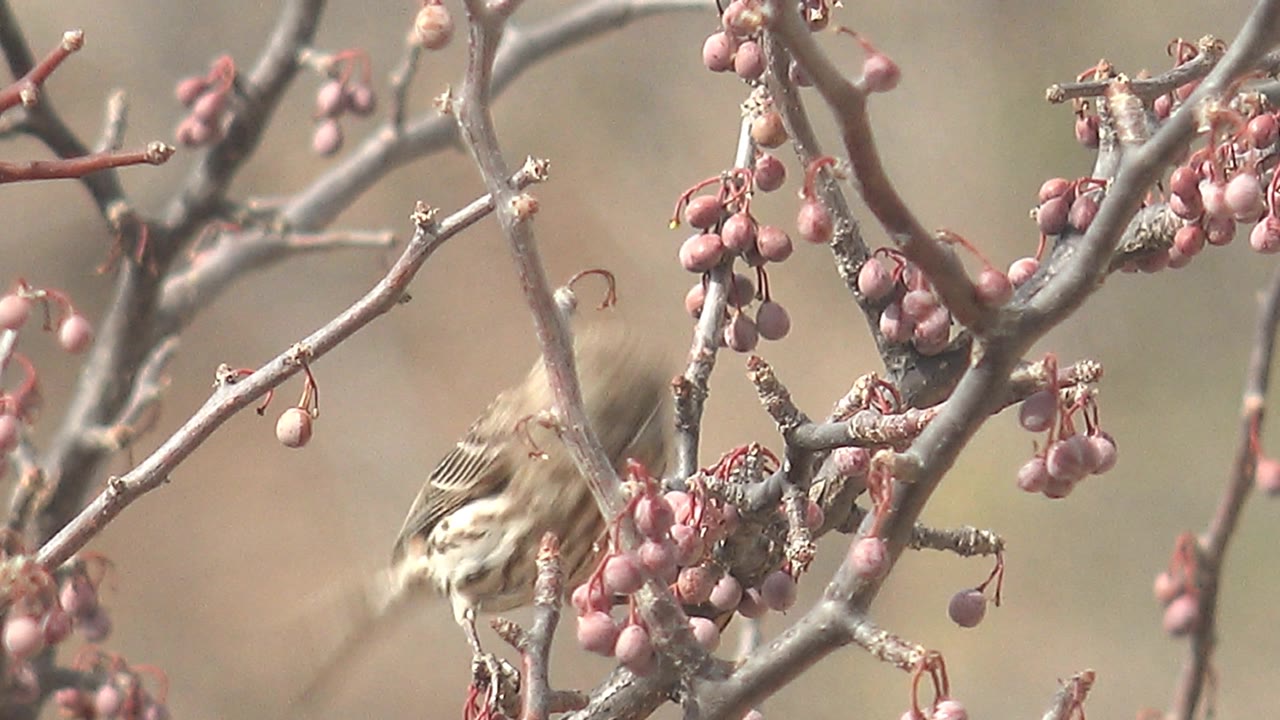 Bird low on a branch with wings and tail blurred by motion.