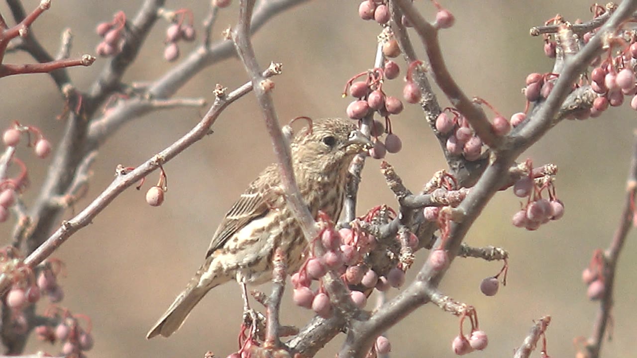 Small brown streaked bird perched on a twig beside clusters of pinkish berries in Cabo Pulmo, Baja California Sur, Mexico, with no visible people.