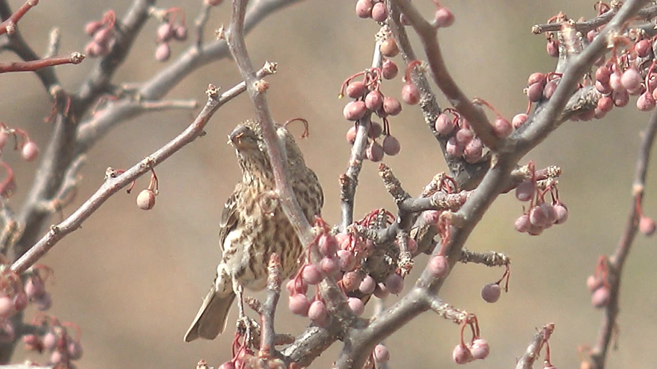 The bird turns more upright among crossing branches and pink berries in Cabo Pulmo, Baja California Sur, Mexico, with no visible people.