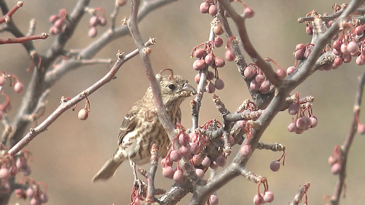 The small bird sits partly obscured by foreground twigs near dense berry clusters in Cabo Pulmo, Baja California Sur, Mexico, with no visible people.