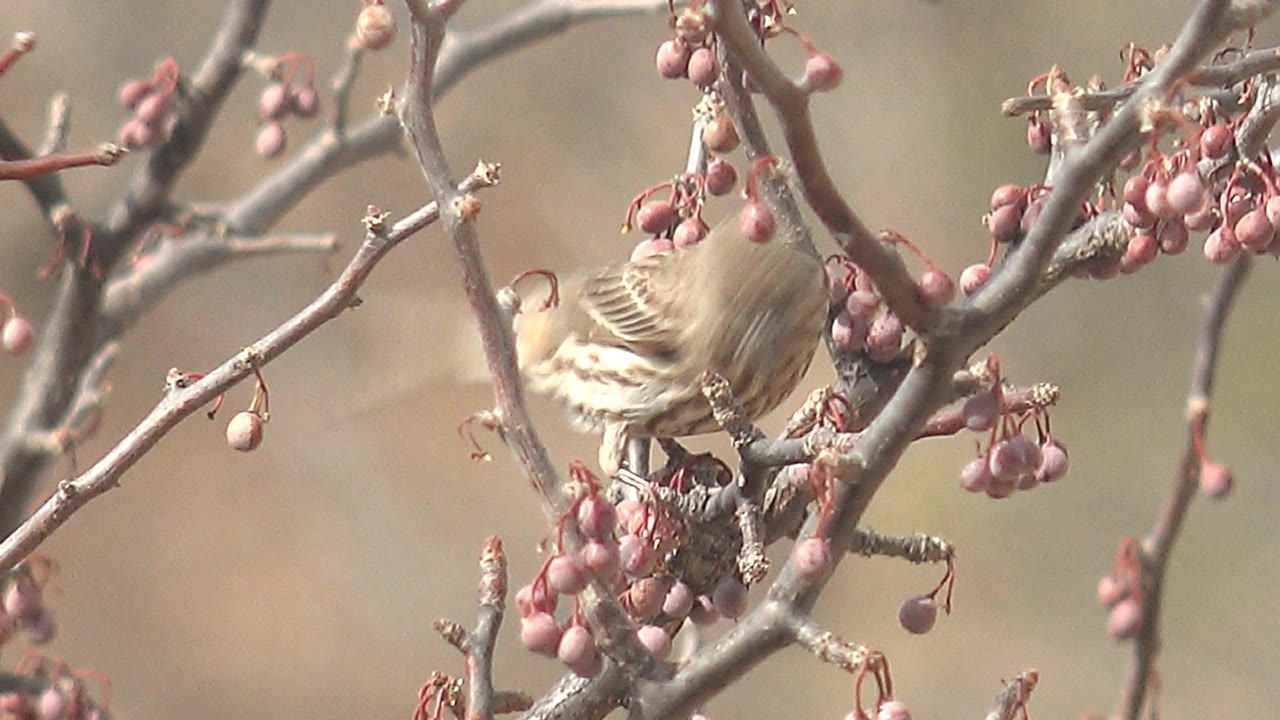 Bird moving on a branch with motion blur near berries.