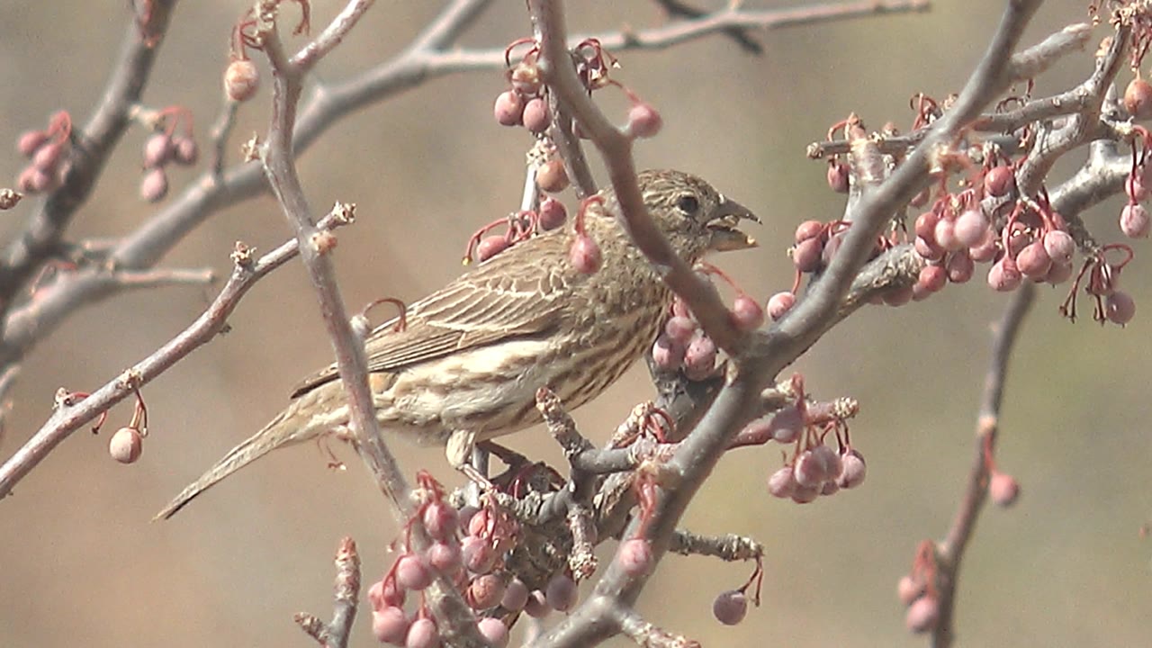 Small brown streaked bird faces right while perched on a gray branch with pink berries in Cabo Pulmo, Baja California Sur, Mexico, with no visible people.