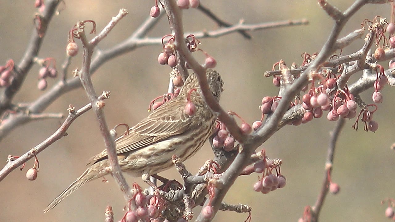 Bird partly framed by twigs beside clusters of pink berries.