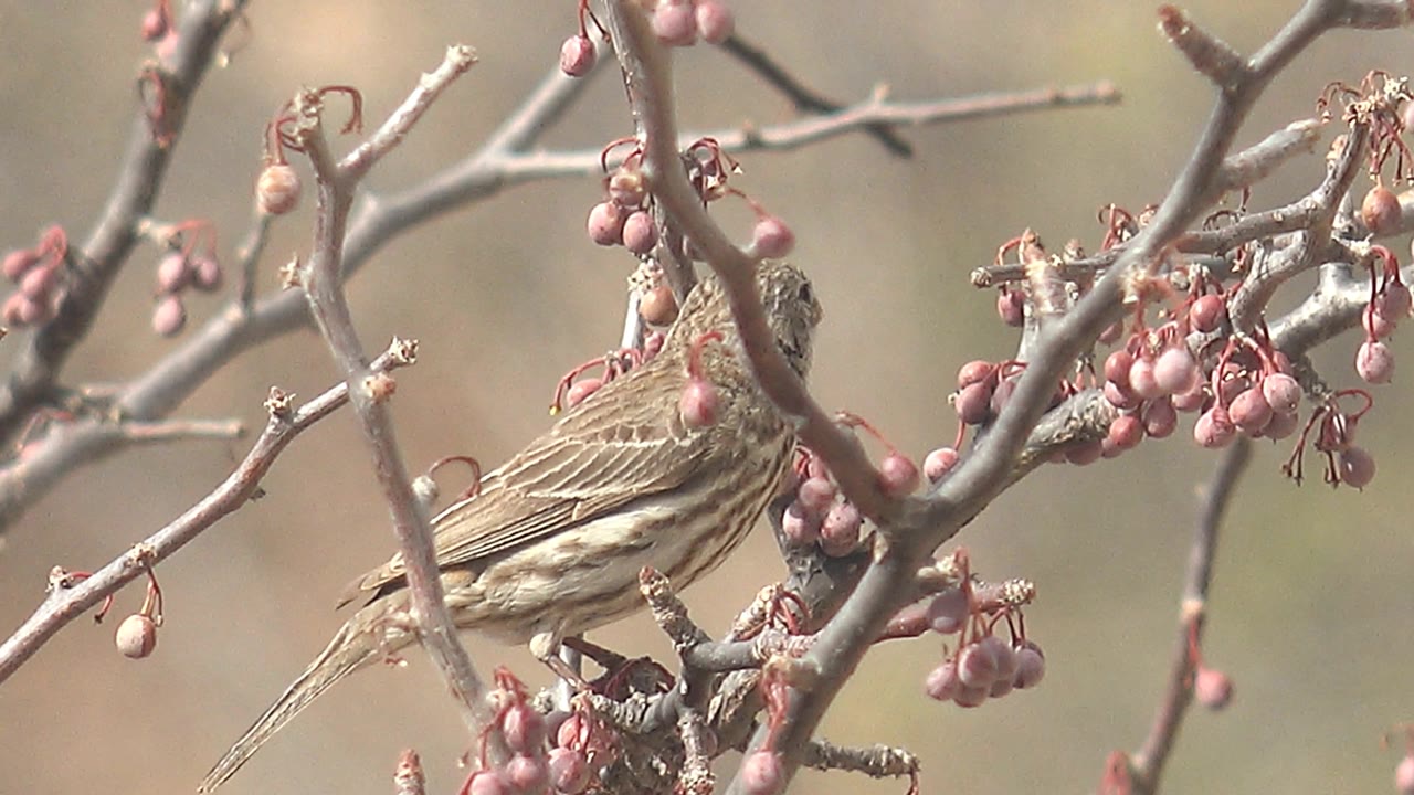 The bird is tucked behind crossing branches and near pink berries in Cabo Pulmo, Baja California Sur, Mexico, with its body visible and no visible people.