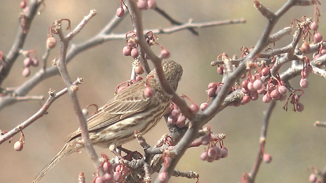 Small brown bird perched among pink berries on bare branches.