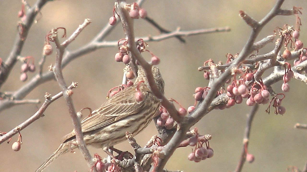 Small streaked bird turns into the berry cluster on a gray branch in Cabo Pulmo, Baja California Sur, with no visible people.