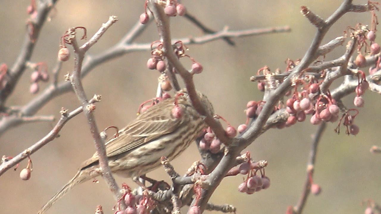 The bird remains perched amid crossing bare branches and hanging pink berries in Cabo Pulmo, Baja California Sur, with no visible people.