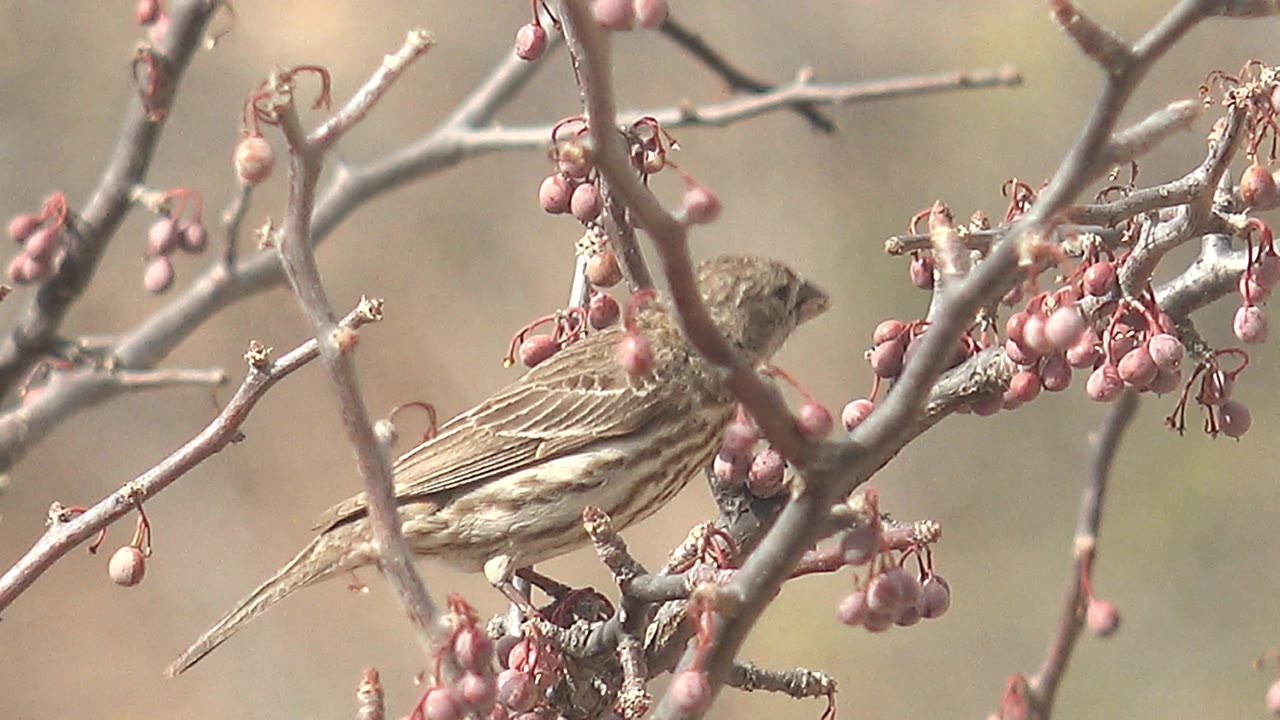 A small brown bird sits lower in the branch network near pink berries in Cabo Pulmo, Baja California Sur, with no visible people.
