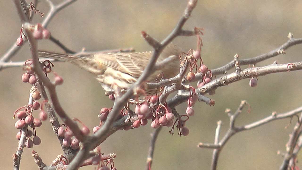Small brown bird on a bare branch with pink berries