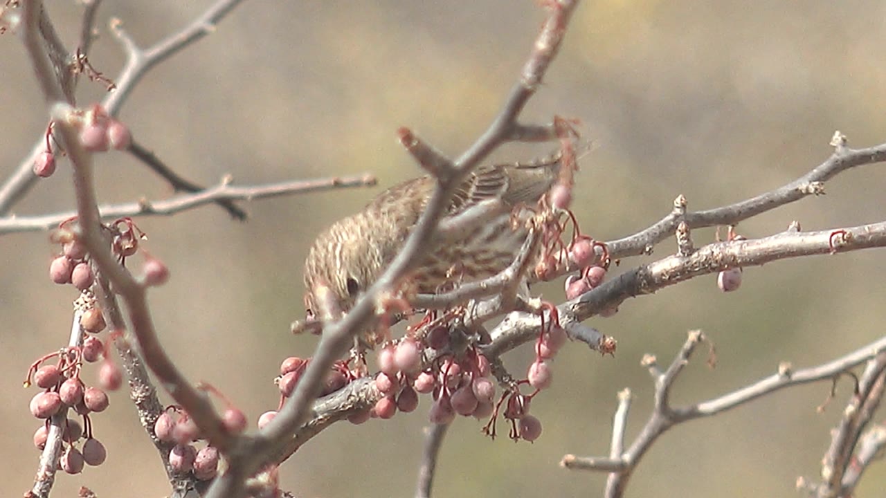 The bird is partly obscured by crossing twigs as it leans into the berry clusters on a bare branch in Cabo Pulmo, with no visible people.