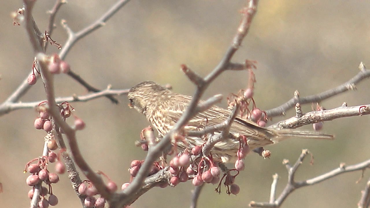 A small streaked bird perches on the right side of the branch beside hanging pink berries in Cabo Pulmo, Baja California Sur, Mexico, with no visible people.