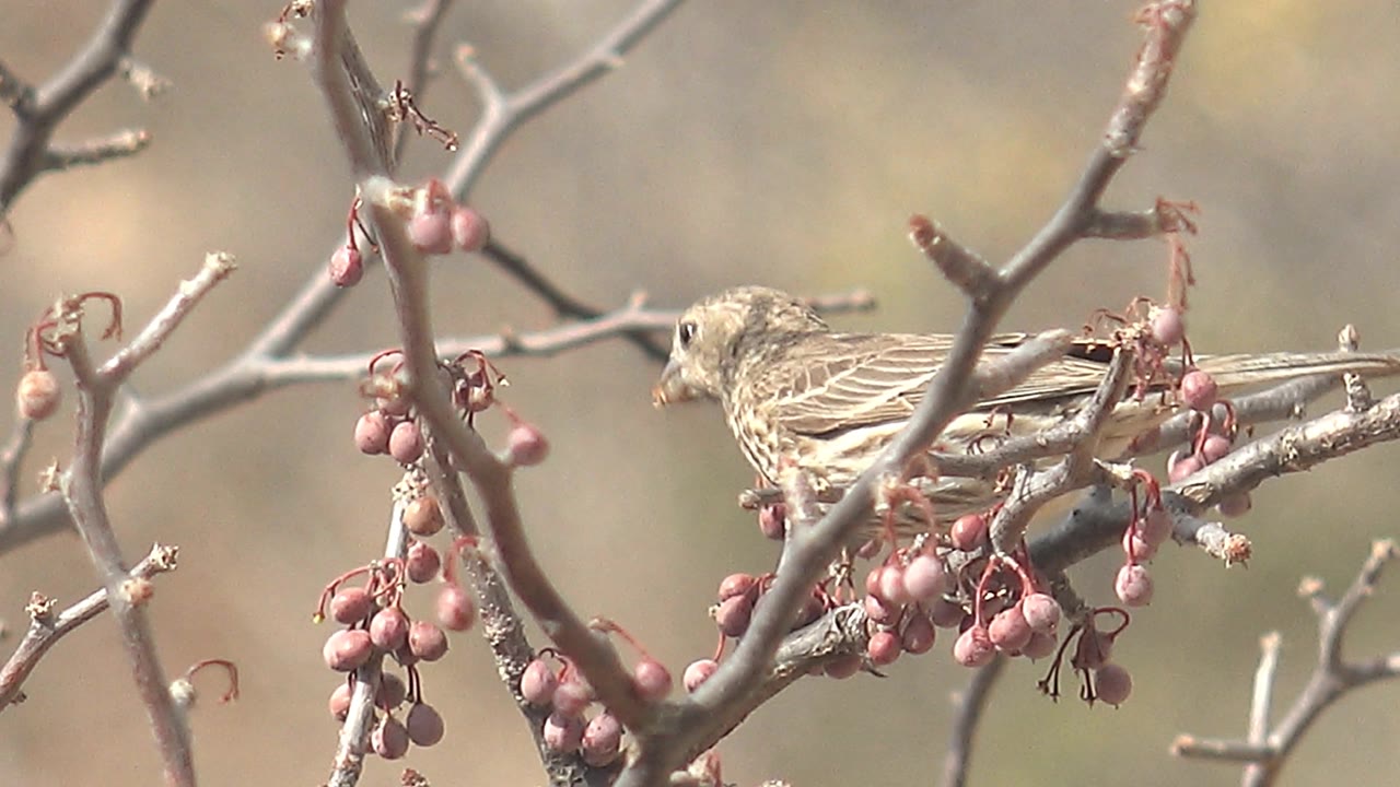 The bird faces left and lowers its head near hanging pink berries on a gray bare branch in Cabo Pulmo, with no visible people.