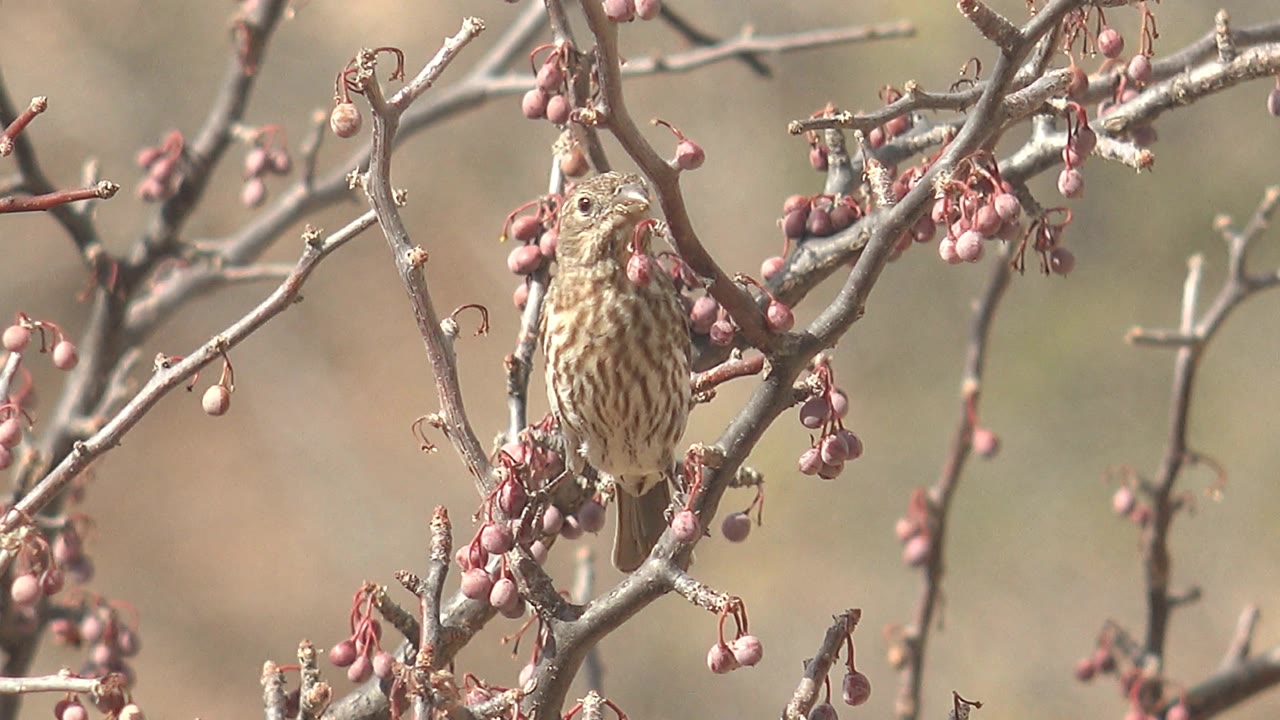 Small striped bird perched on berry-covered branches