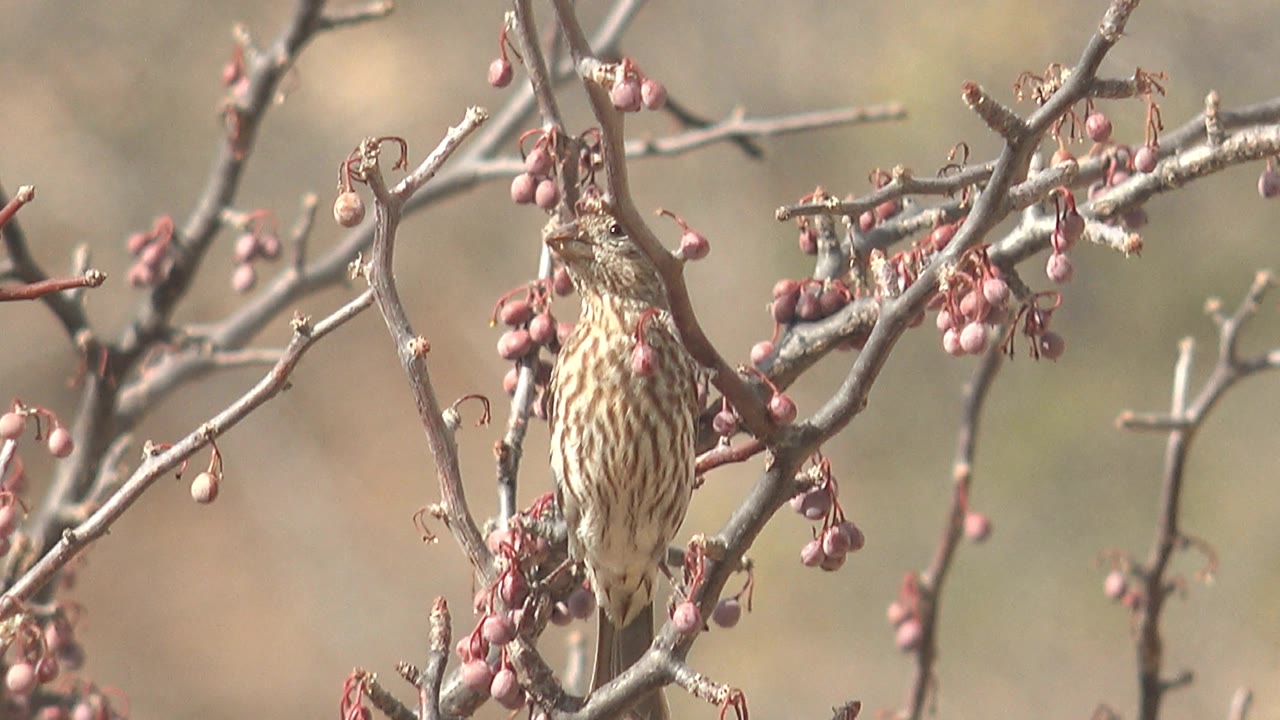The bird stands upright and looks slightly to the side on a thin branch surrounded by pink berry clusters in Cabo Pulmo, Baja California Sur, with no visible people.