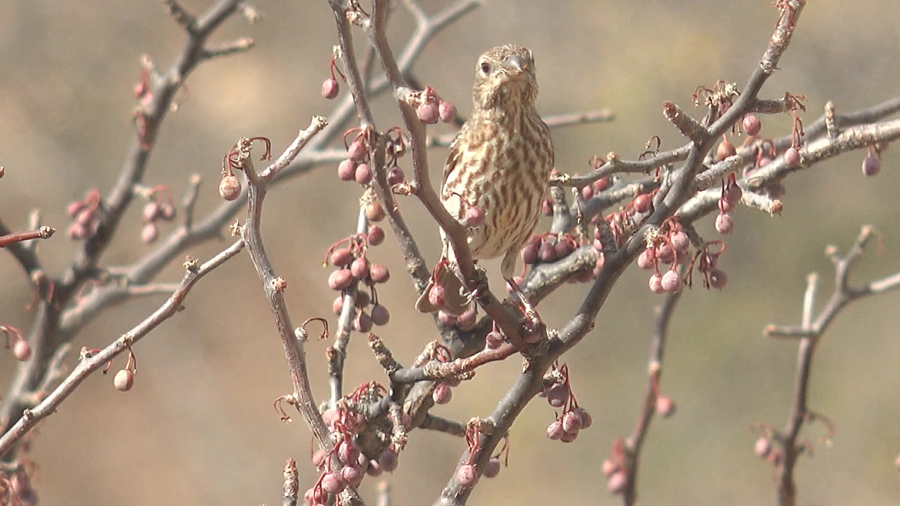 A small striped bird perches near the upper right of the branch cluster, surrounded by pink berries and soft background blur in Cabo Pulmo, Baja California Sur, with no visible people.