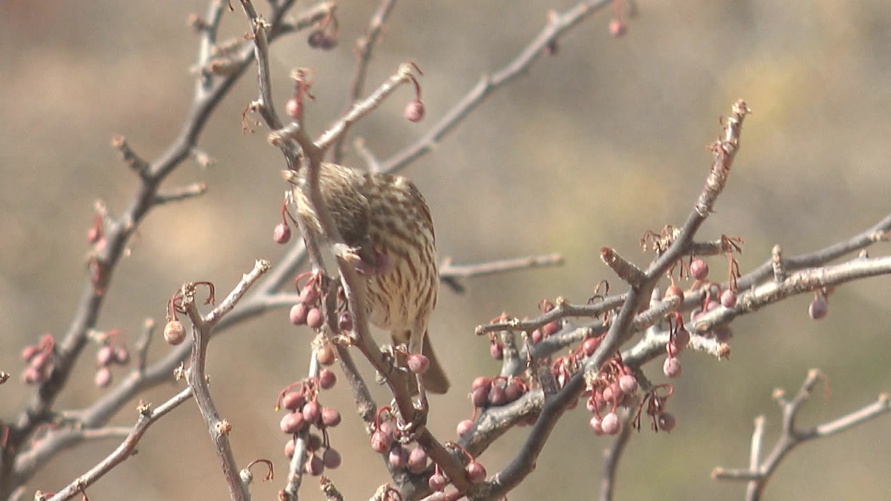 The striped bird bends down toward a cluster of pink berries on a bare branch in Cabo Pulmo, Baja California Sur, with its back and streaked body visible and no visible people.