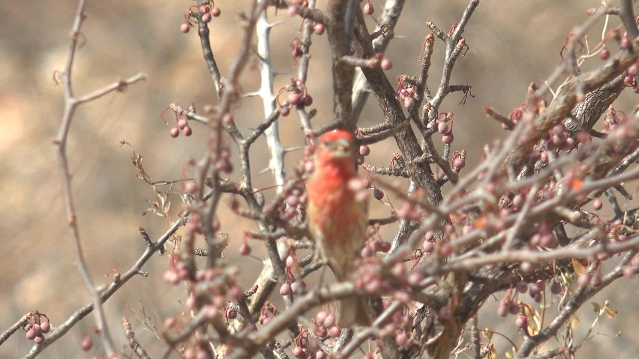 At 0:00, a red-headed finch is partly soft behind thorny branches with pink fruits in Cabo Pulmo, Mexico, with no visible people.