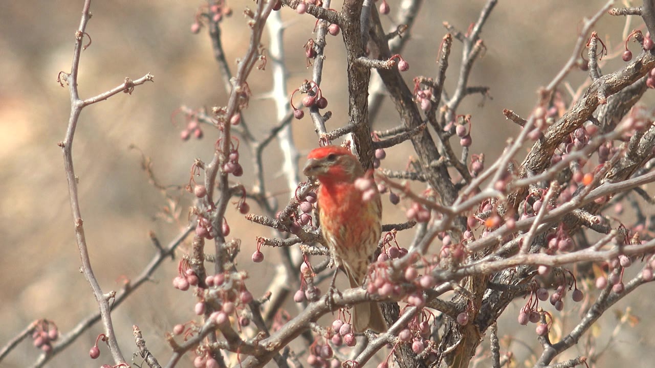 At 0:01, the finch is more centered among thorny fruiting branches in Cabo Pulmo, Mexico, with its red head visible and no visible people.