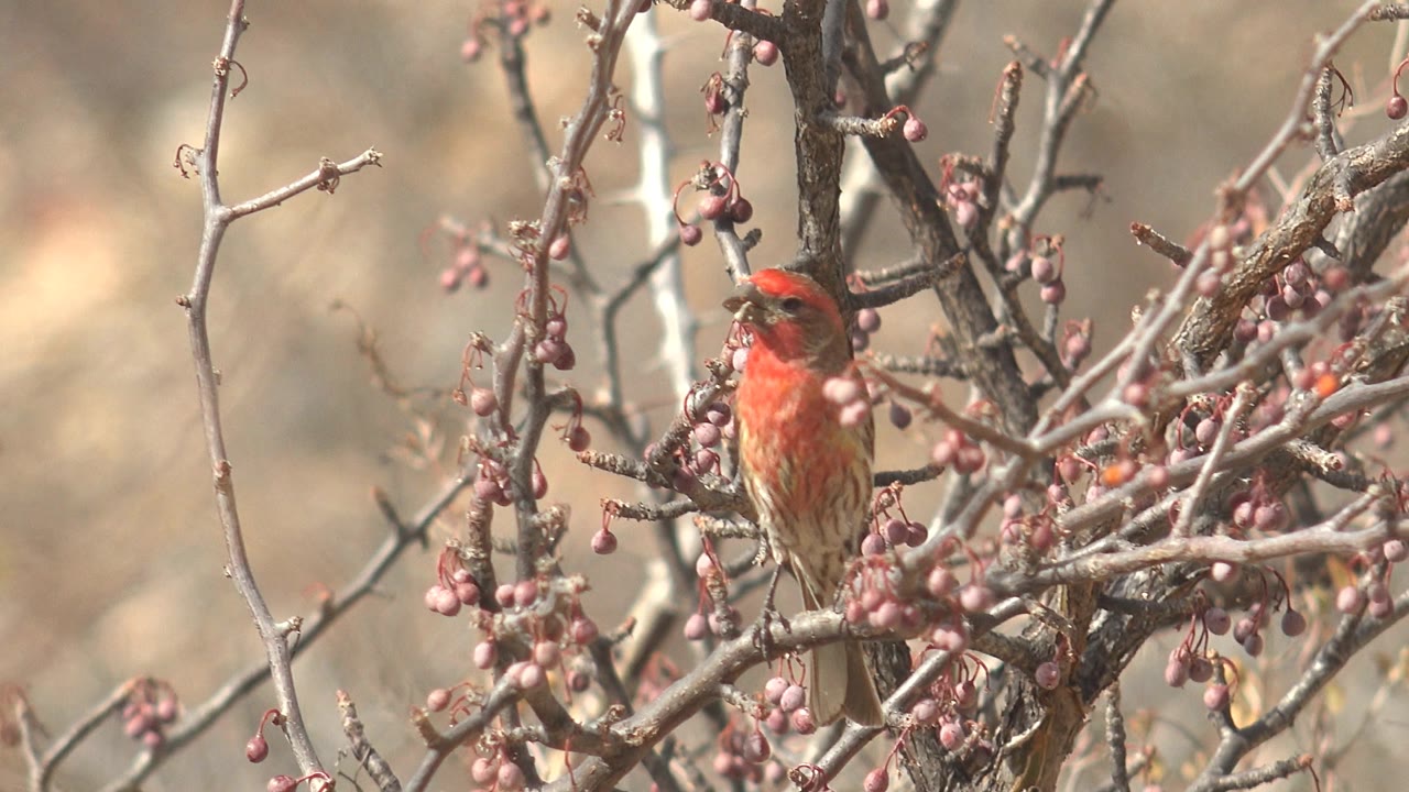 At 0:02, the red-headed finch faces forward from a perch among pink fruits and bare thorny branches in Cabo Pulmo, Mexico, with no visible people.