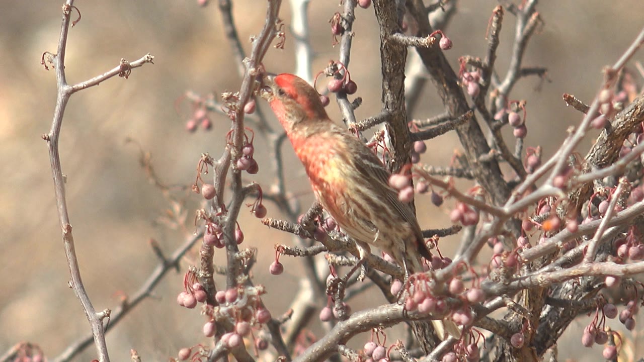 Finch leans toward fruit on a thorny branch.