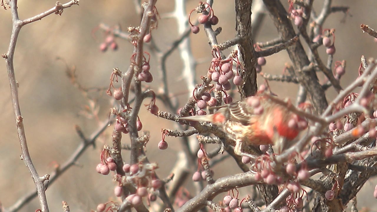 Small red bird partly hidden among thorny branches and pink fruits.