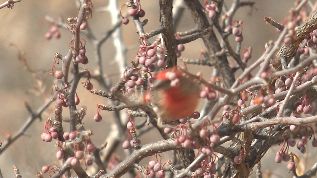 The red bird faces the camera from behind gray thorny branches and hanging pink fruits in Cabo Pulmo, with no visible people.