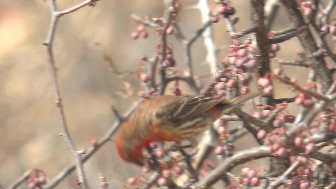 A red and brown bird shifts along a thorny fruiting branch in Cabo Pulmo, Baja California Sur, with the dry background out of focus and no visible people.