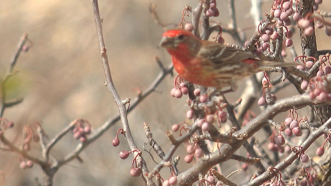 The bird appears side-on with red head and breast, brown wings, and a long tail among thorny branches and pink fruits in Cabo Pulmo, with no visible people.