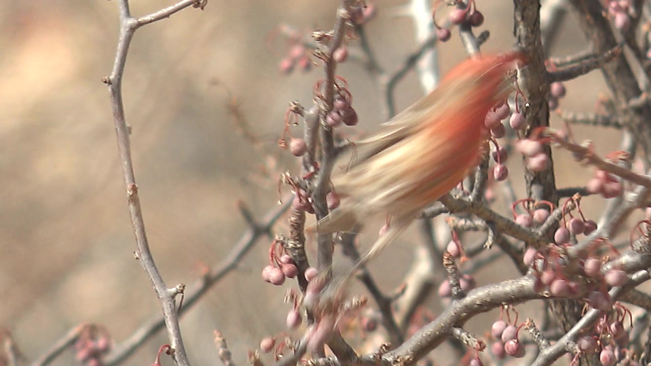 A red and brown bird blurs as it moves through gray branches with pink berries in Cabo Pulmo, Baja California Sur, with no visible people.
